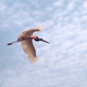Jabiru